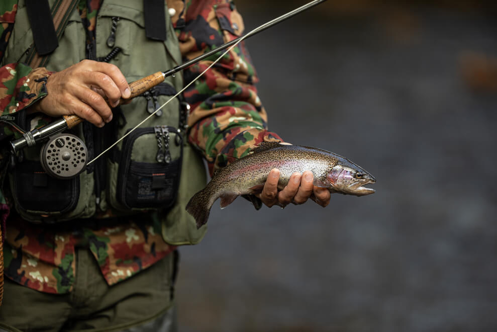 Fish in the swishing waters
